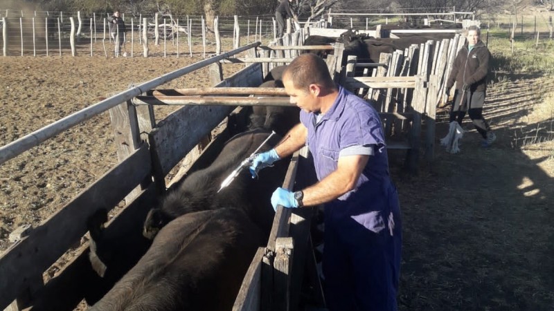 Comienza la segunda campaña anual de vacunación contra la fiebre aftosa